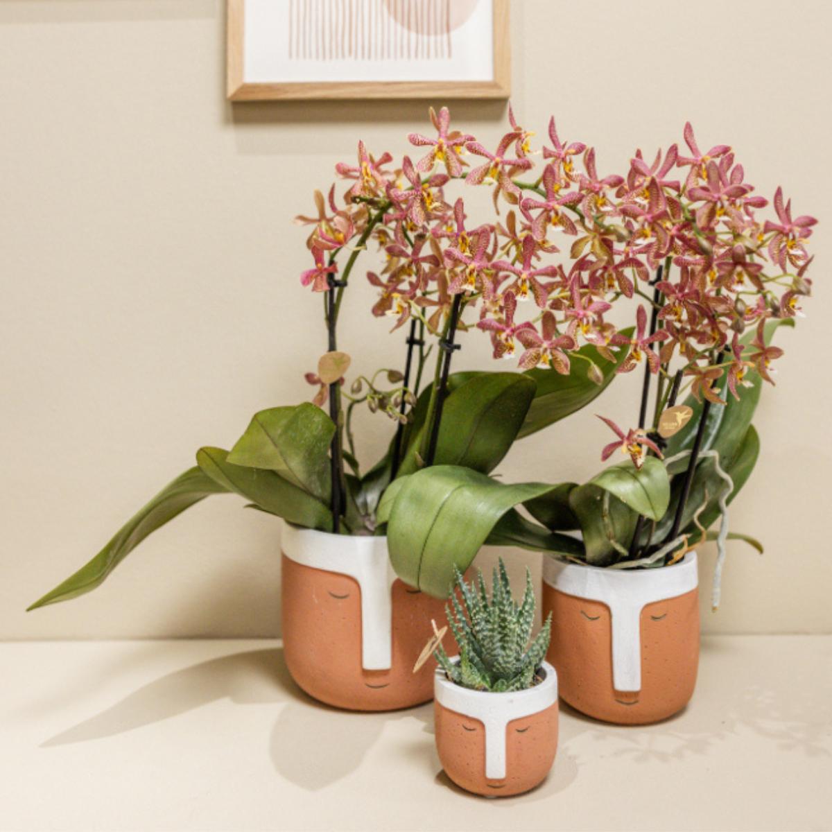 Kolibri Orchids | oranje Phalaenopsis orchidee - Spider - potmaat Ø9cm | bloeiende kamerplant - vers van de kweker