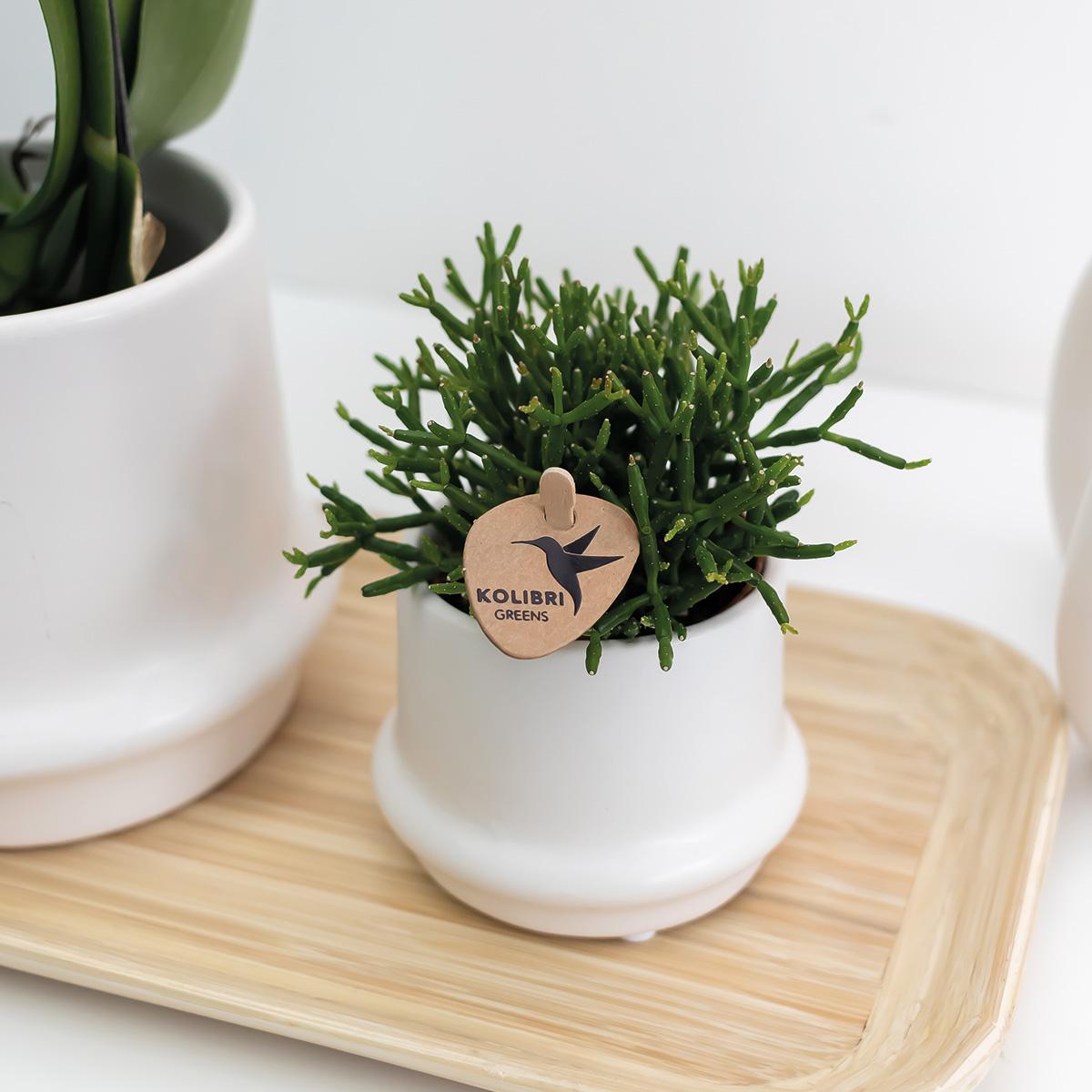 Kolibri Company - Planten set Ring wit | Set met witte Phalaenopsis Orchidee Amabilis  Ø9cm en groene plant Rhipsalis Ø6cm en Bamboo plate oval | incl. witte keramieken sierpotten