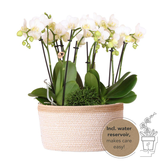 Kolibri Orchids | witte plantenset in Cotton Basket incl. waterreservoir | drie witte orchideeën Amabilis 9cm en drie groene planten Rhipsalis | Jungle Bouquet wit met zelfvoorzienend waterreservoir