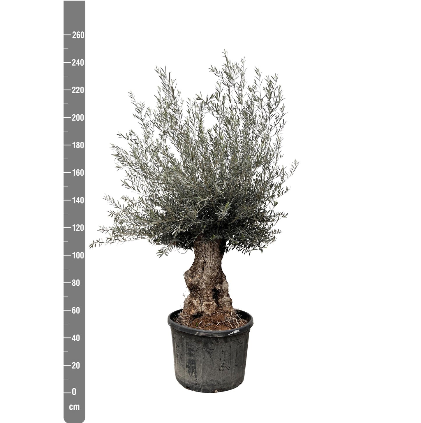 Olea Europaea Bonsai - 225cm- Ø80