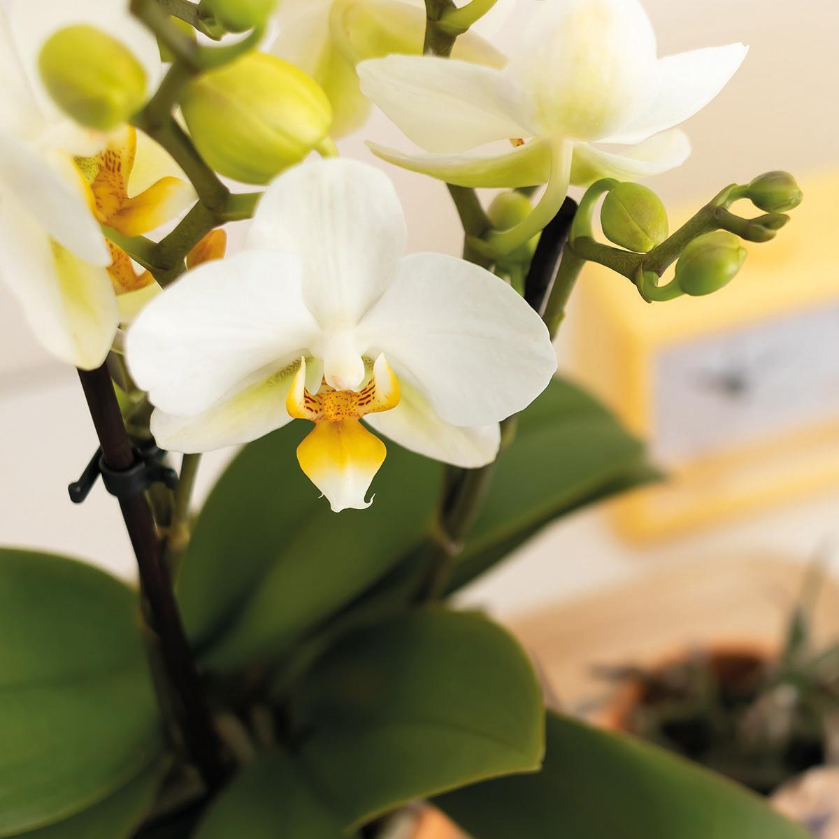 Kolibri Orchids | Plantenset Optimisme peach small| Groene planten met witte Phalaenopsis orchidee in Optimism peach sierpotten en bamboe dienblad