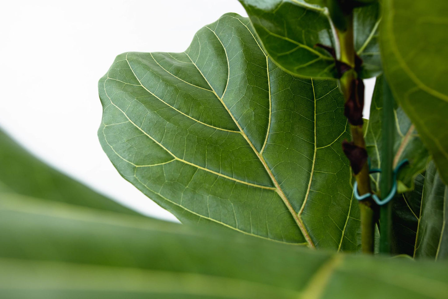 Ficus Lyrata struik XL - 230cm - ø40