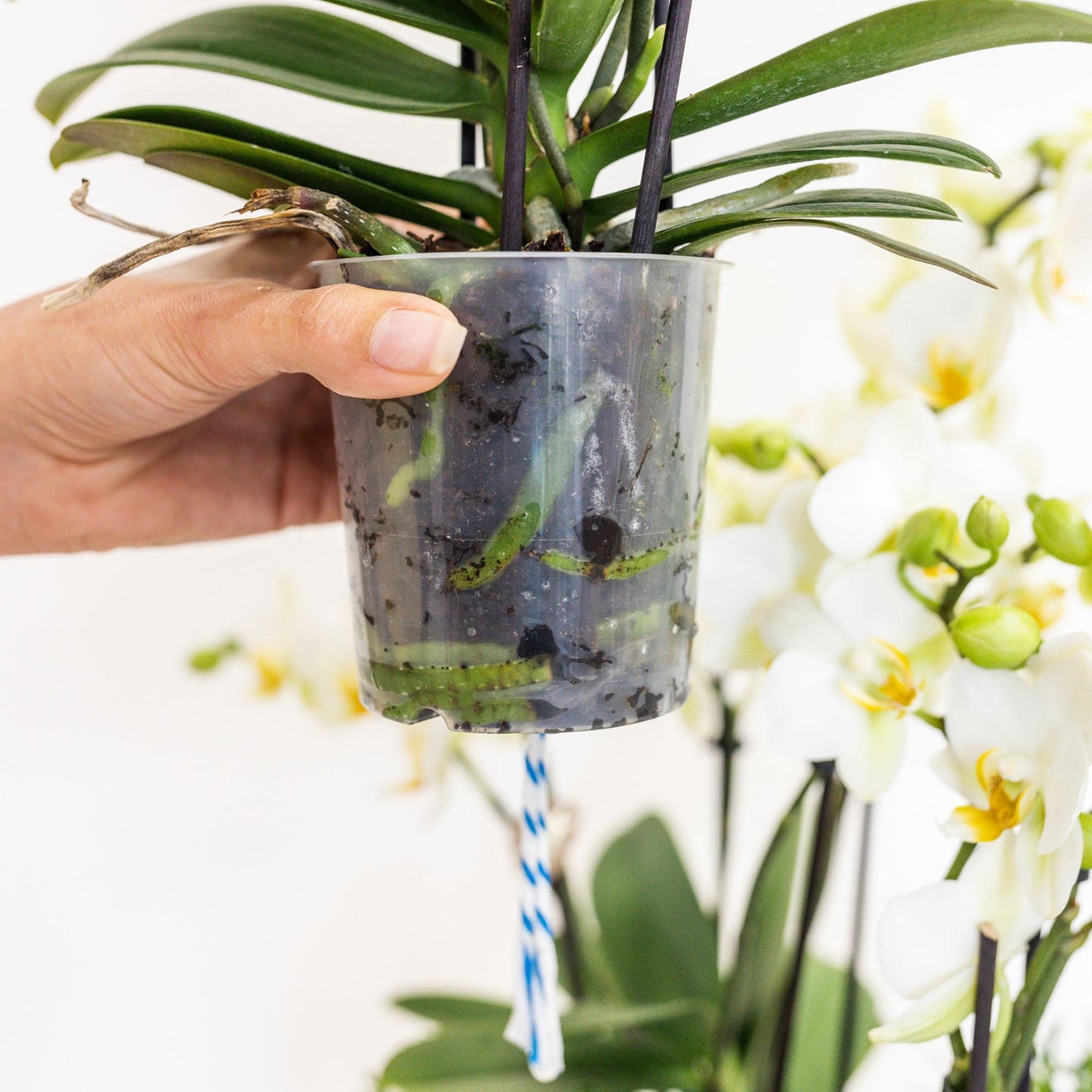 Kolibri Orchids | witte orchideeënset in Cotton Basket incl. waterreservoir | drie gebogen witte orchideeën Niagara Fall 12cm | Mono Bouquet wit met zelfvoorzienend