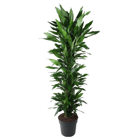 Dracaena Janet Lind vertakt - 170 cm - ø34