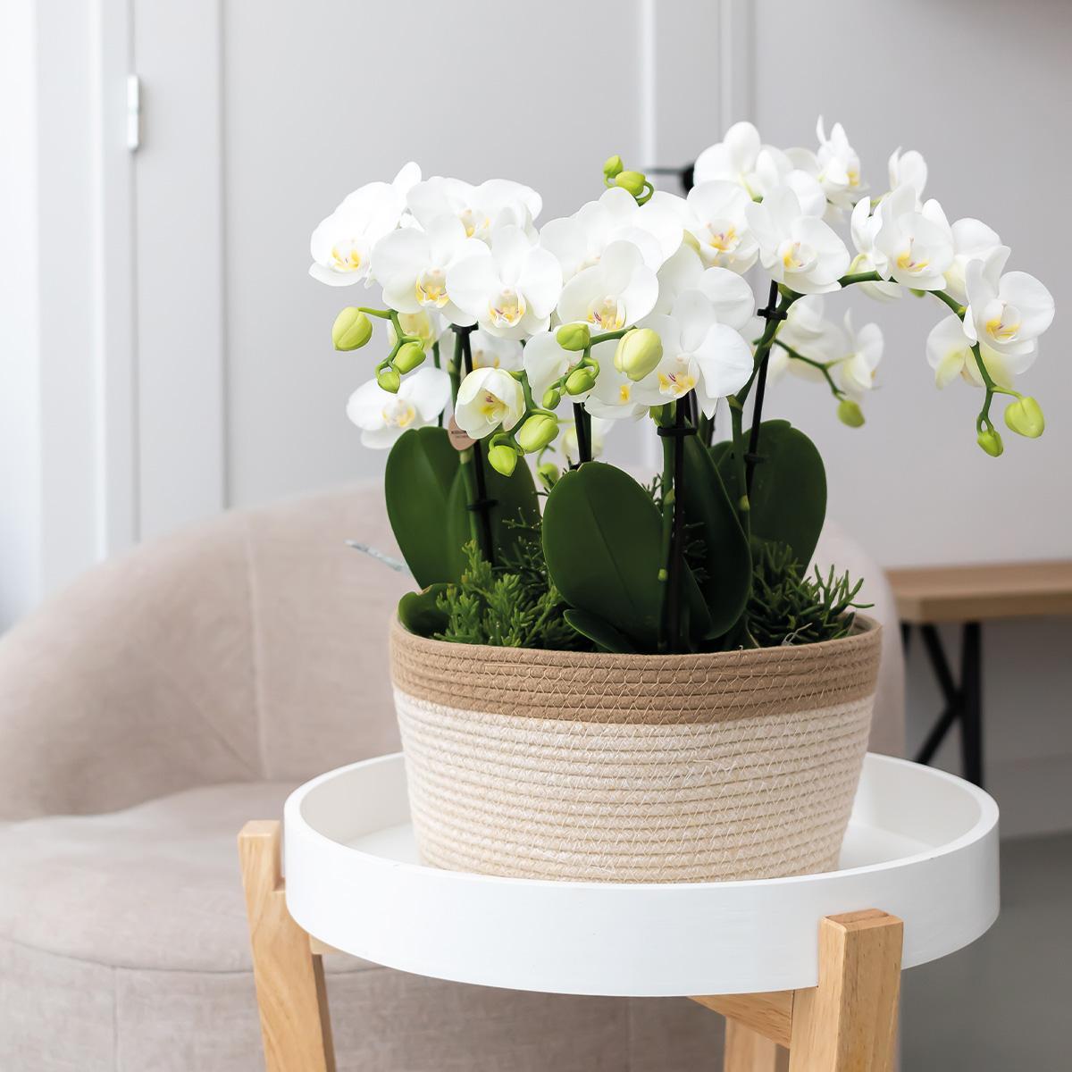 Kolibri Orchids | witte plantenset in Cotton Basket incl. waterreservoir | drie witte orchideeën Amabilis 9cm en drie groene planten Rhipsalis | Jungle Bouquet wit met zelfvoorzienend waterreservoir
