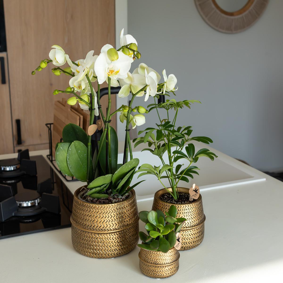 Kolibri Home | Groove bloempot - Gouden keramieken sierpot - potmaat Ø12cm