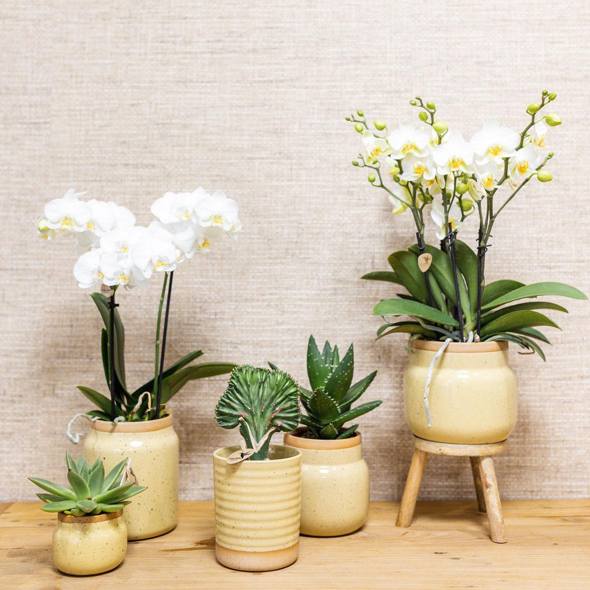 Kolibri Orchids | Groene plant met gele Phalaenopsis orchidee in Vintage khaki sierpotten en bamboe dienblad