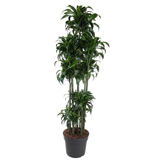 Dracaena Dorado Carrousel - 200 cm - ø40