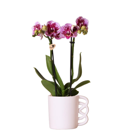 Kolibri Orchids | Roze paarse Phalaenopsis orchidee - El Salvador + Happy Mug sierpot wit- potmaat Ø9cm - 35cm hoog | bloeiende kamerplant - vers van de kweker