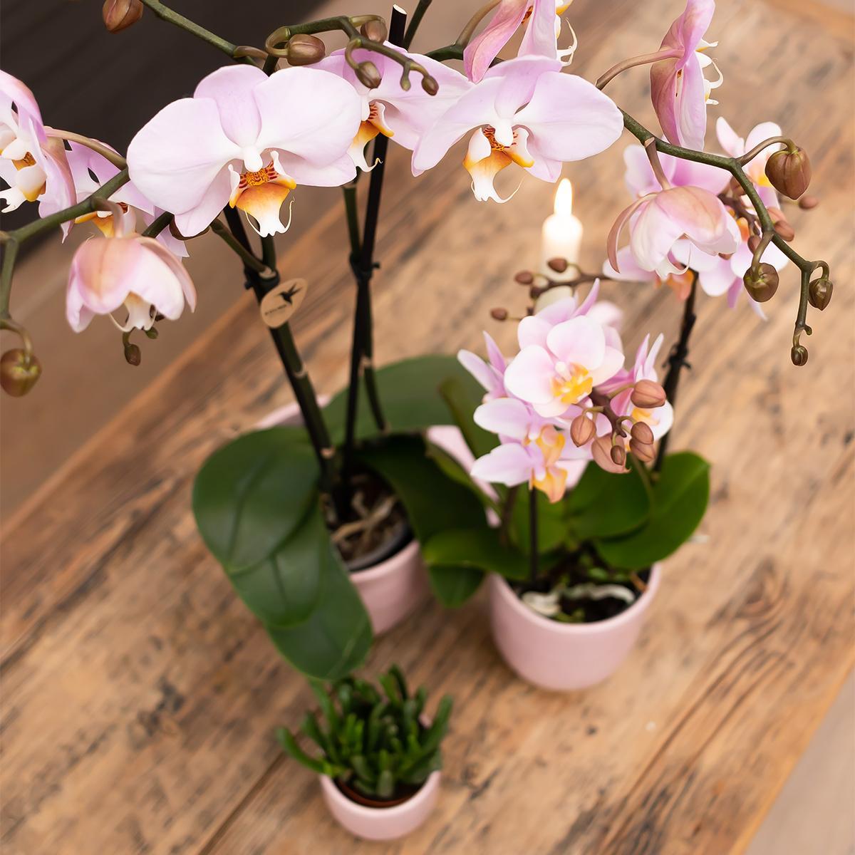 Kolibri Orchids | Oud roze Phalaenopsis orchidee Jewel Treviso in roze Glazed sierpot - Ø12cm