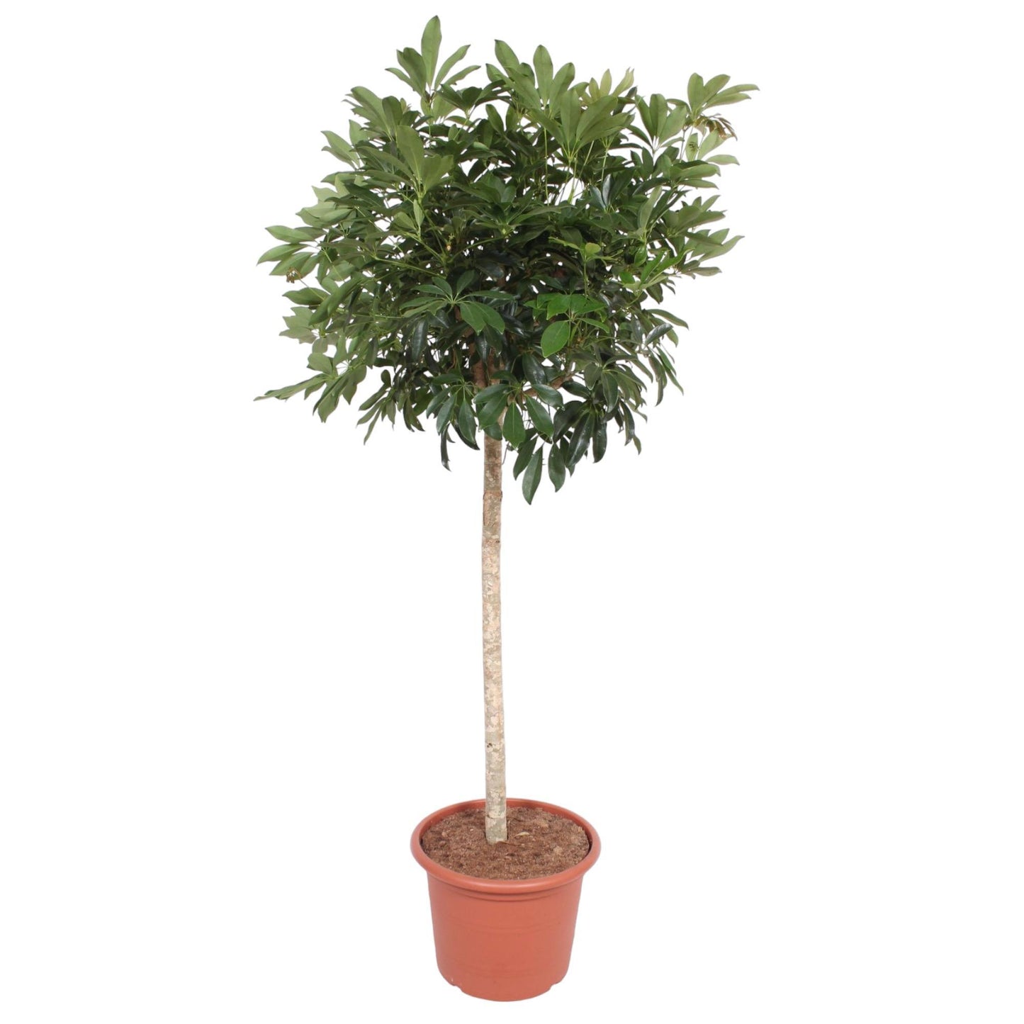 Schefflera Arboricola Compacta boom - 190 cm - ø45