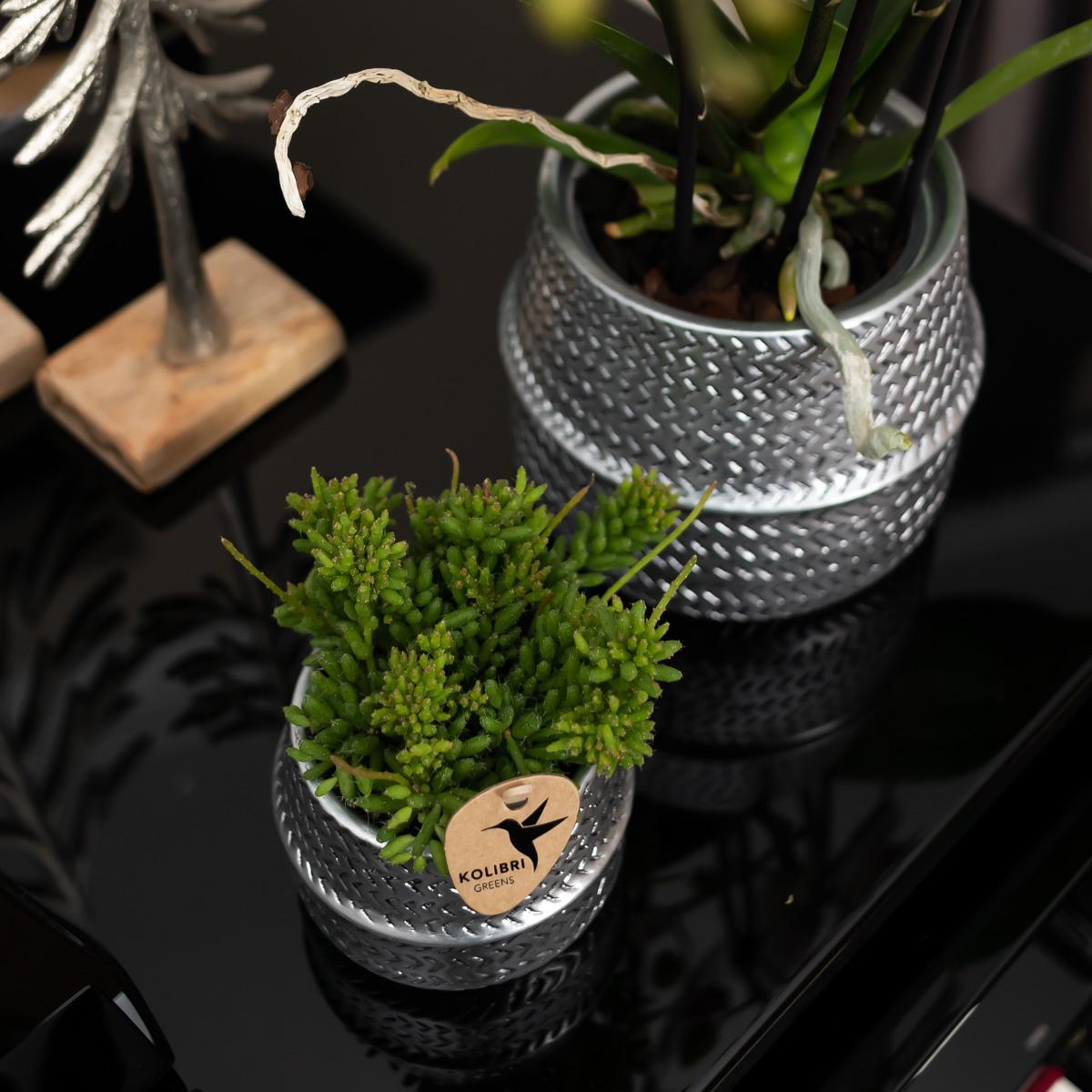 Kolibri Home | Groove bloempot - Zilveren keramieken sierpot - potmaat Ø6cm