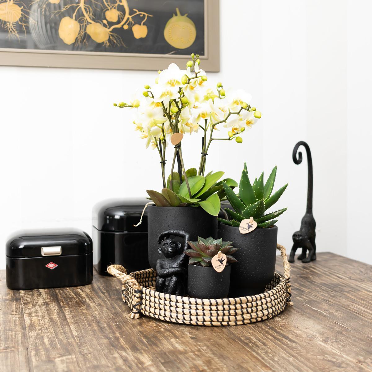 Kolibri Home | Ornament - Decoratie beeld Sitting Monkey zwart