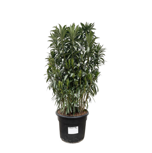 Nerium Oleander struik - 190cm- Ø55
