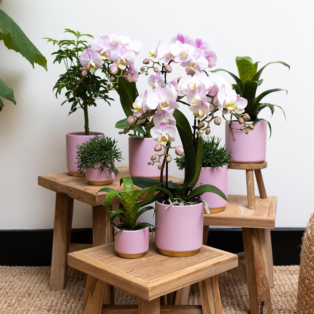 Kolibri Home | Gold foot pink bloempot - Roze keramieken sierpot met gouden rand Ø9cm