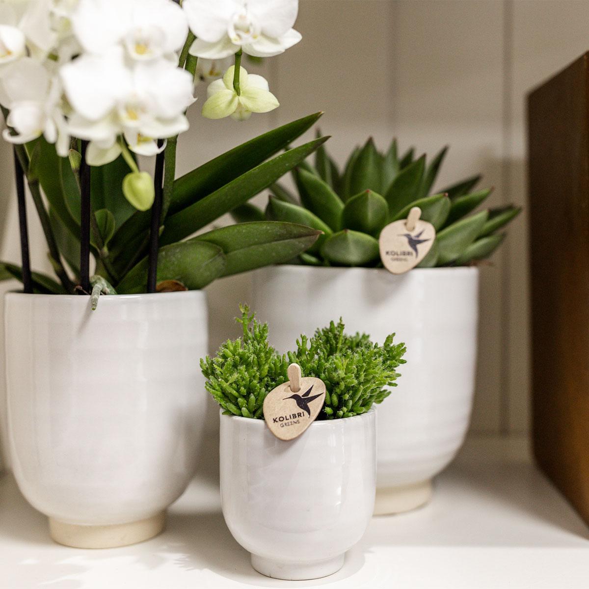 Kolibri Home | Glazed bloempot - Witte keramieken sierpot met glans - potmaat Ø12cm