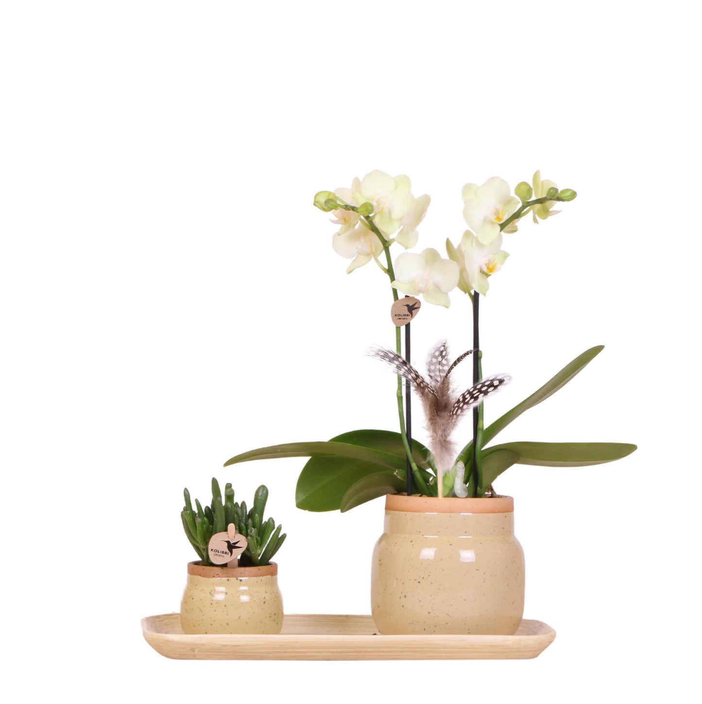 Kolibri Orchids | Groene plant met gele Phalaenopsis orchidee in Vintage khaki sierpotten en bamboe dienblad