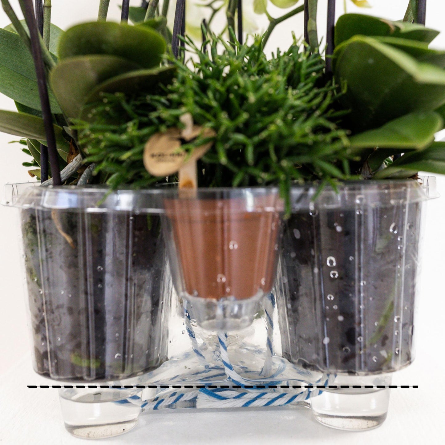 Kolibri Orchids | witte plantenset in Reed Basket incl. waterreservoir | drie witte orchideeën Lausanne 9cm en drie groene planten Rhipsalis | Jungle Bouquet wit met zelfvoorzienend waterreservoir