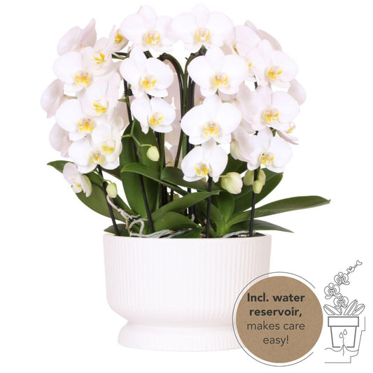 Kolibri Orchids | witte orchideeënset in Diabolo white dish incl. waterreservoir | drie gebogen witte orchideeën Niagara Fall 12cm | Mono Bouquet wit met zelfvoorzienend waterreservoir