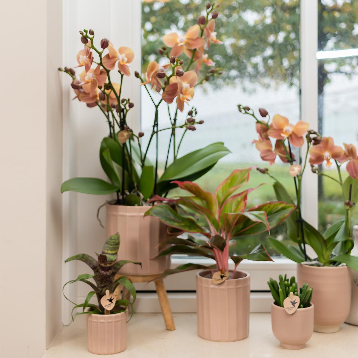 Kolibri Home | Glazed bloempot - Zandkleurige keramieken sierpot met glans  - potmaat Ø12cm