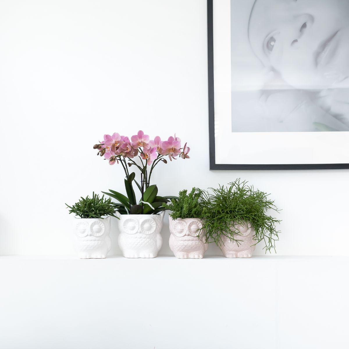 Kolibri Company - Planten set Owl sierpot wit | Set met Phalaenopsis orchidee Treviso Ø9cm en groene planten Rhipsalis Ø9cm  | incl. witte keramieken sierpotten