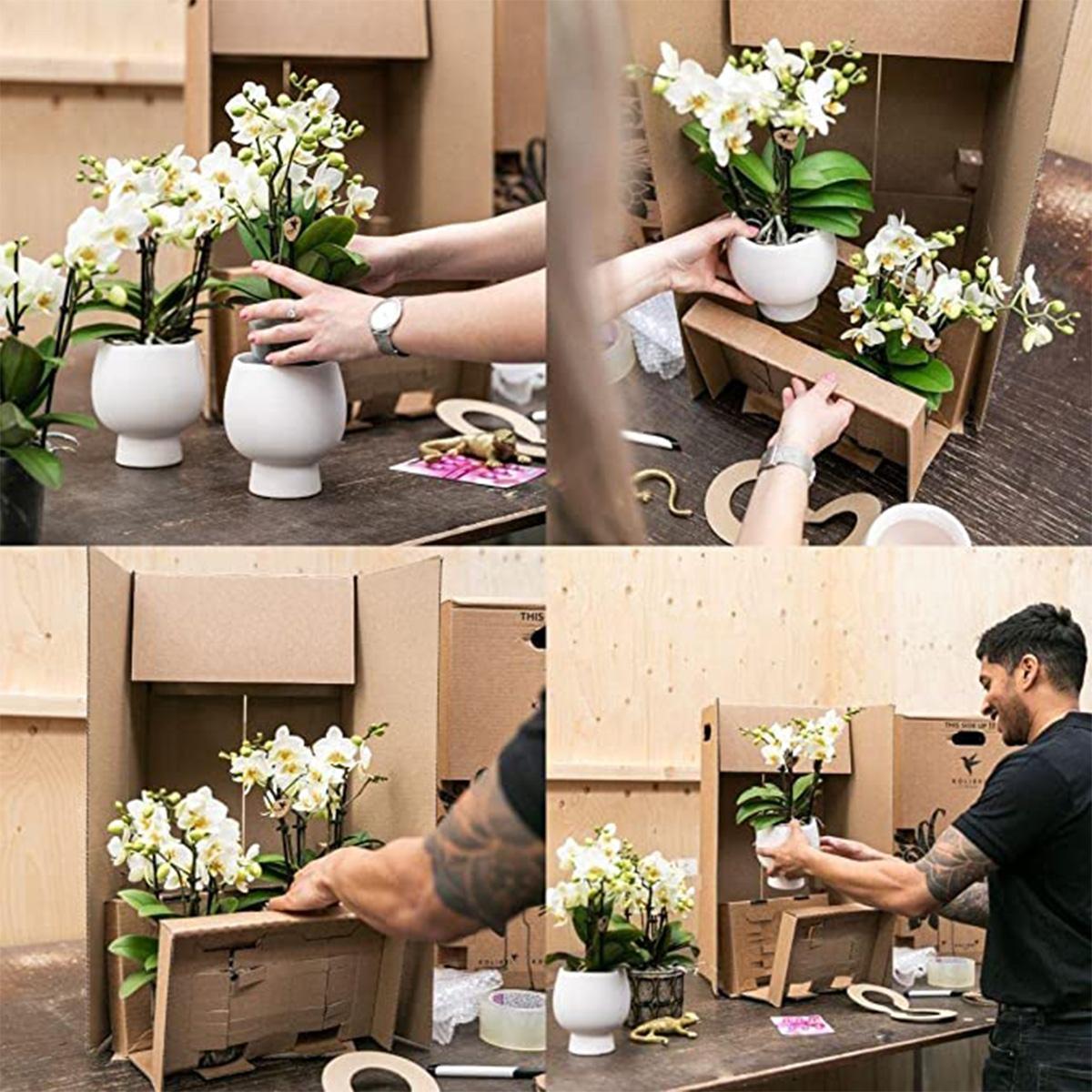 Kolibri Company - Planten set Ring pot zand | Set met geurende Phalaenopsis orchidee Ø9cm en groene planten Succulent Aloë Brevifolia Ø6cm  | incl. zand kleurige sierpotten