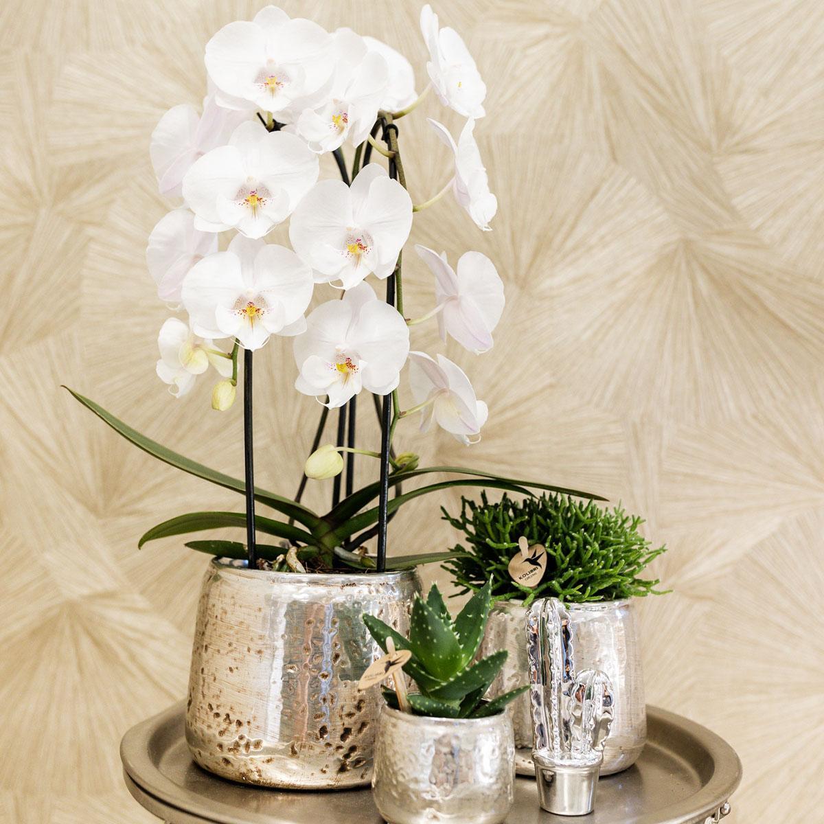 Kolibri Home | Ornament - Decoratie beeld Cactus - zilver