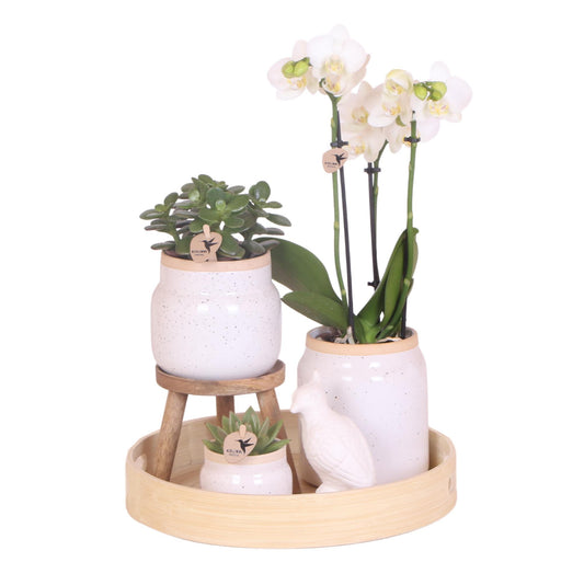 Kolibri Company | Gift set Love white| Plantenset met witte Phalaenopsis Orchidee en Succulenten incl. keramieken sierpotten