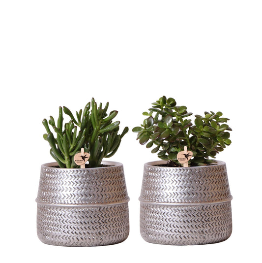 Kolibri Greens | Succulenten set van 2 planten in zilveren groove sierpotten - keramiek  potmaat Ø9cm