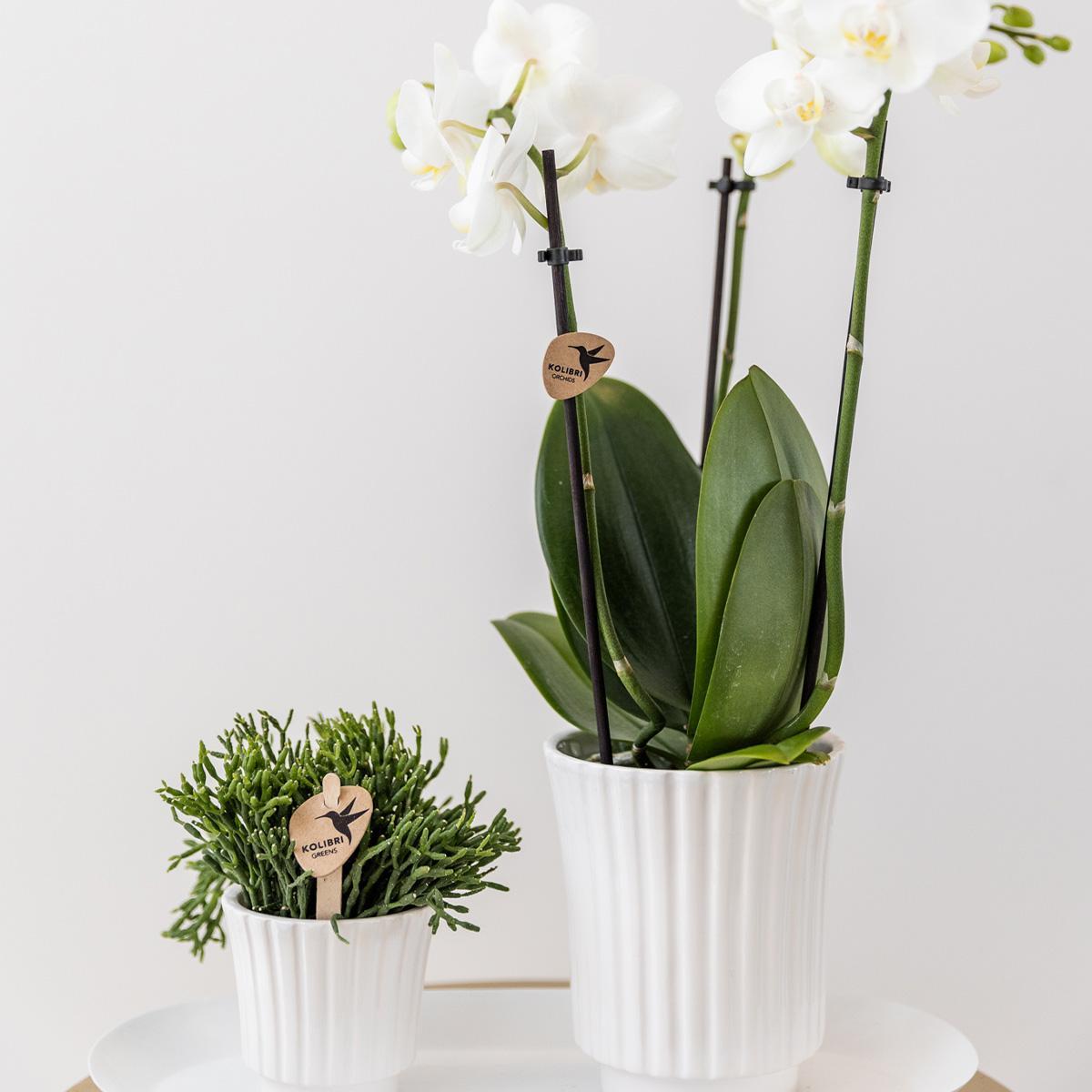 Kolibri Home | Retro witte bloempot - witte keramieken sierpot Ø6cm