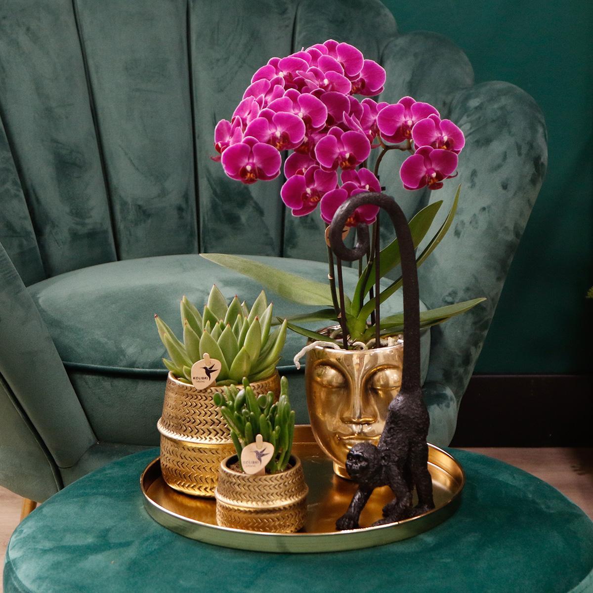 Kolibri Company | Gift set Hotel Chic| Plantenset met paarse Phalaenopsis Orchidee en Succulenten incl. keramieken sierpotten