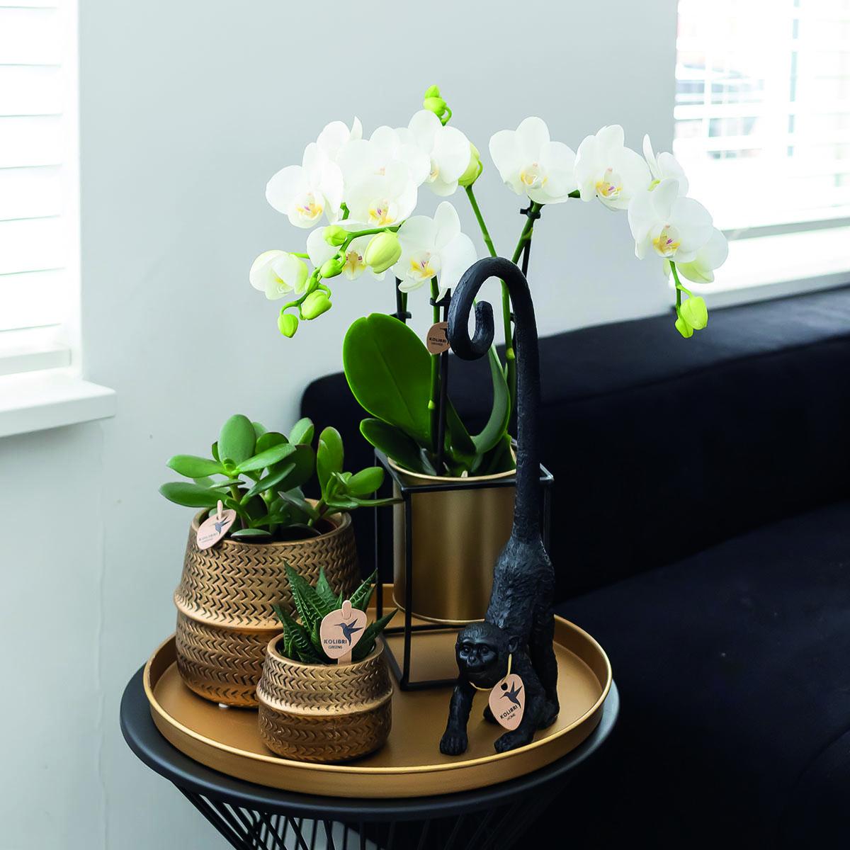 Kolibri Home | Floating bloempot - Gouden zinken sierpot Ø9cm