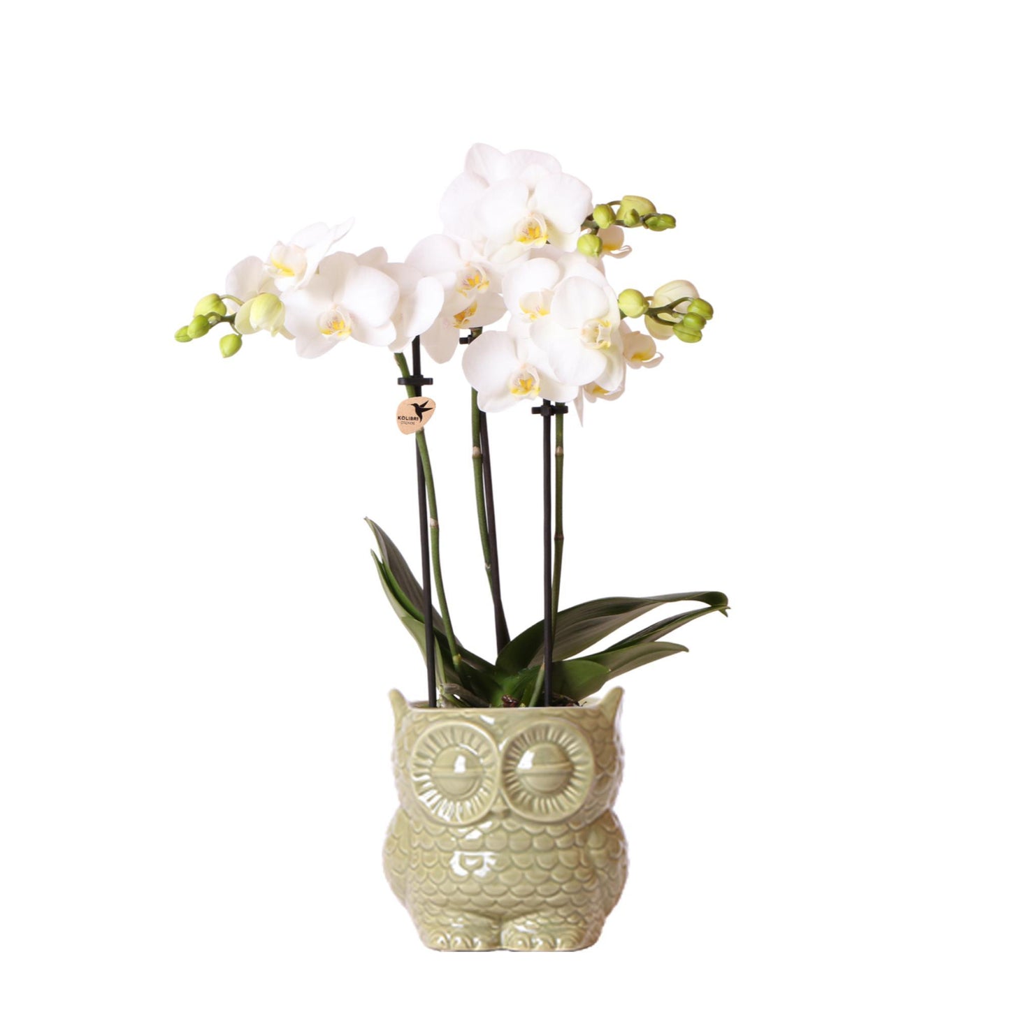 Kolibri Orchids | witte Phalaenopsis orchidee – Amabilis + Owl sierpot groen – potmaat Ø9cm – 40cm hoog | bloeiende kamerplant in bloempot - vers van de kweker