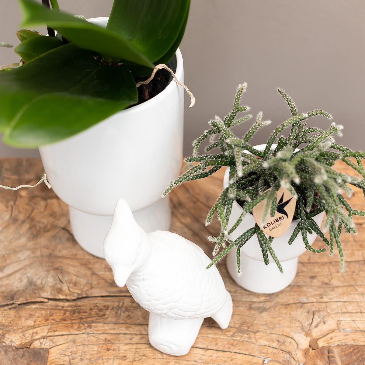 Kolibri Home | Trophy bloempot - Witte keramieken sierpot - potmaat Ø9cm