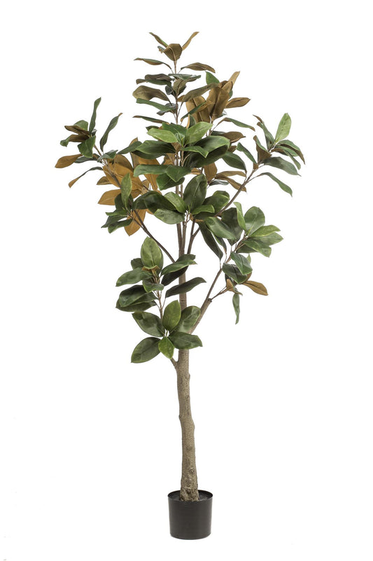 Kunstplant - Magnolia Grandiflora - Abelia - 180 cm
