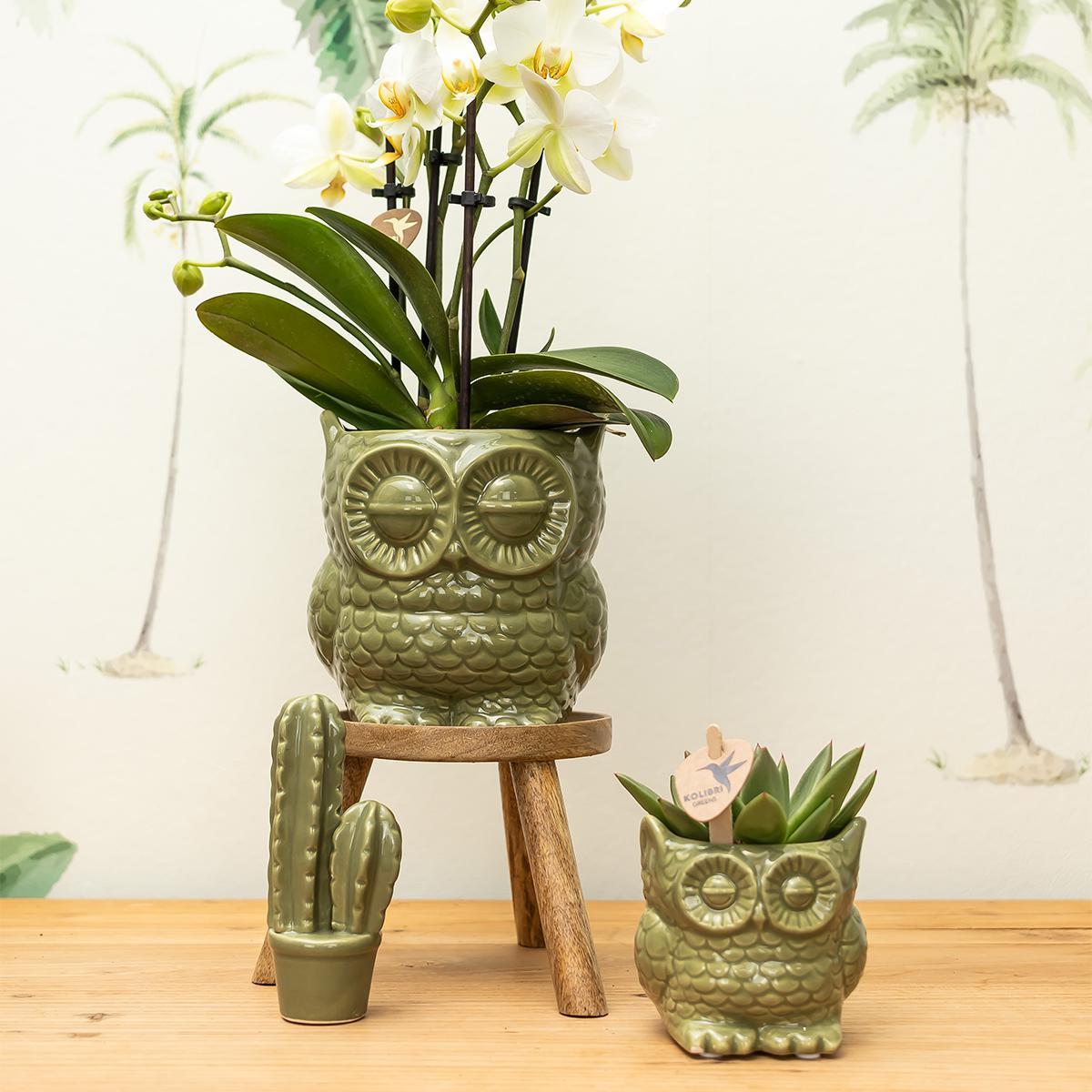 Kolibri Home | Owl bloempot - Groene keramieken sierpot Ø9cm