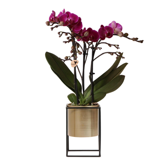 Kolibri Orchids | paarse Phalaenopsis orchidee - Morelia + Floating sierpot goud - potmaat Ø9cm - 40cm hoog | bloeiende kamerplant - vers van de kweker