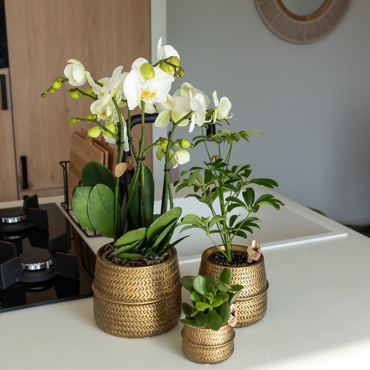 Kolibri Home | Groove bloempot - Gouden keramieken sierpot - potmaat Ø6cm