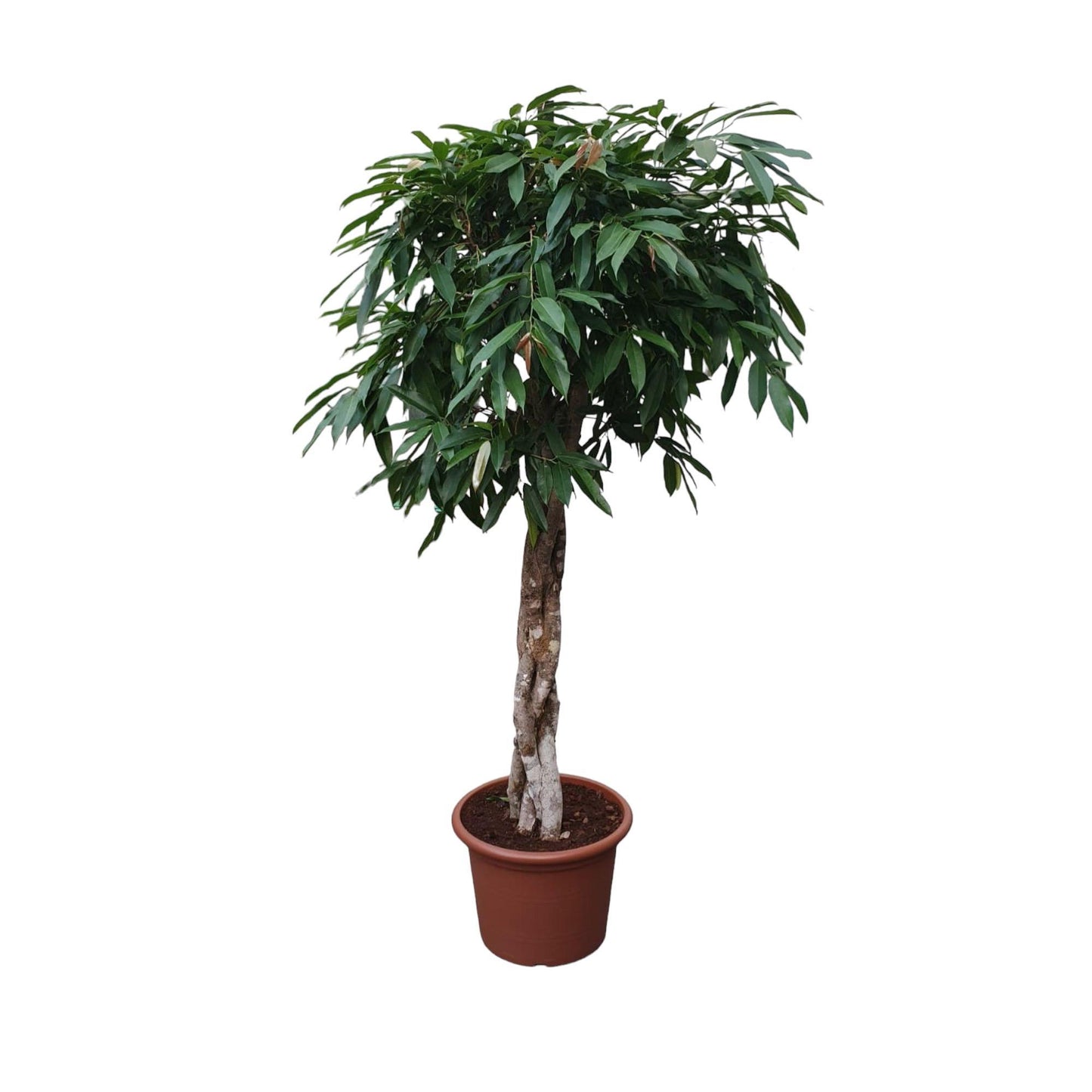 Ficus Amstel King gevlochten stam - 190 cm - ø45