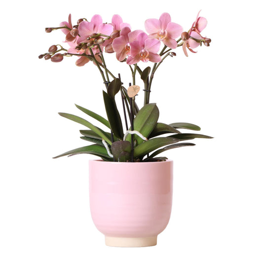 Kolibri Orchids | Oud roze Phalaenopsis orchidee Jewel Treviso in roze Glazed sierpot - Ø12cm