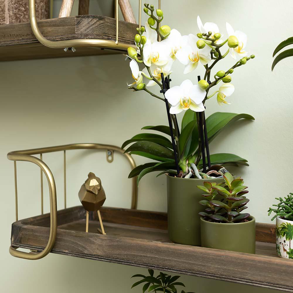 Kolibri Home | Ornament - Gouden decoratie Kolibri