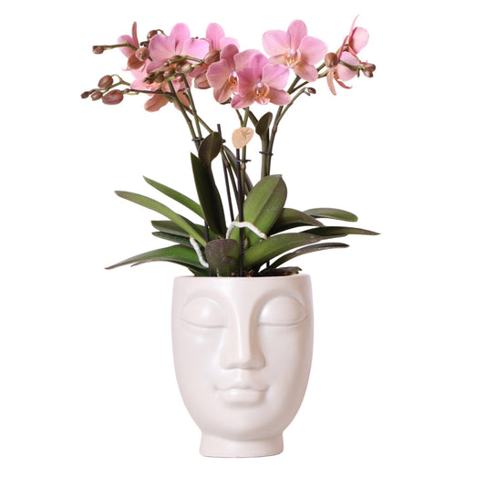 Kolibri Orchids | Roze Phalaenopsis orchidee in witte Face to Face sierpot - Ø12cm