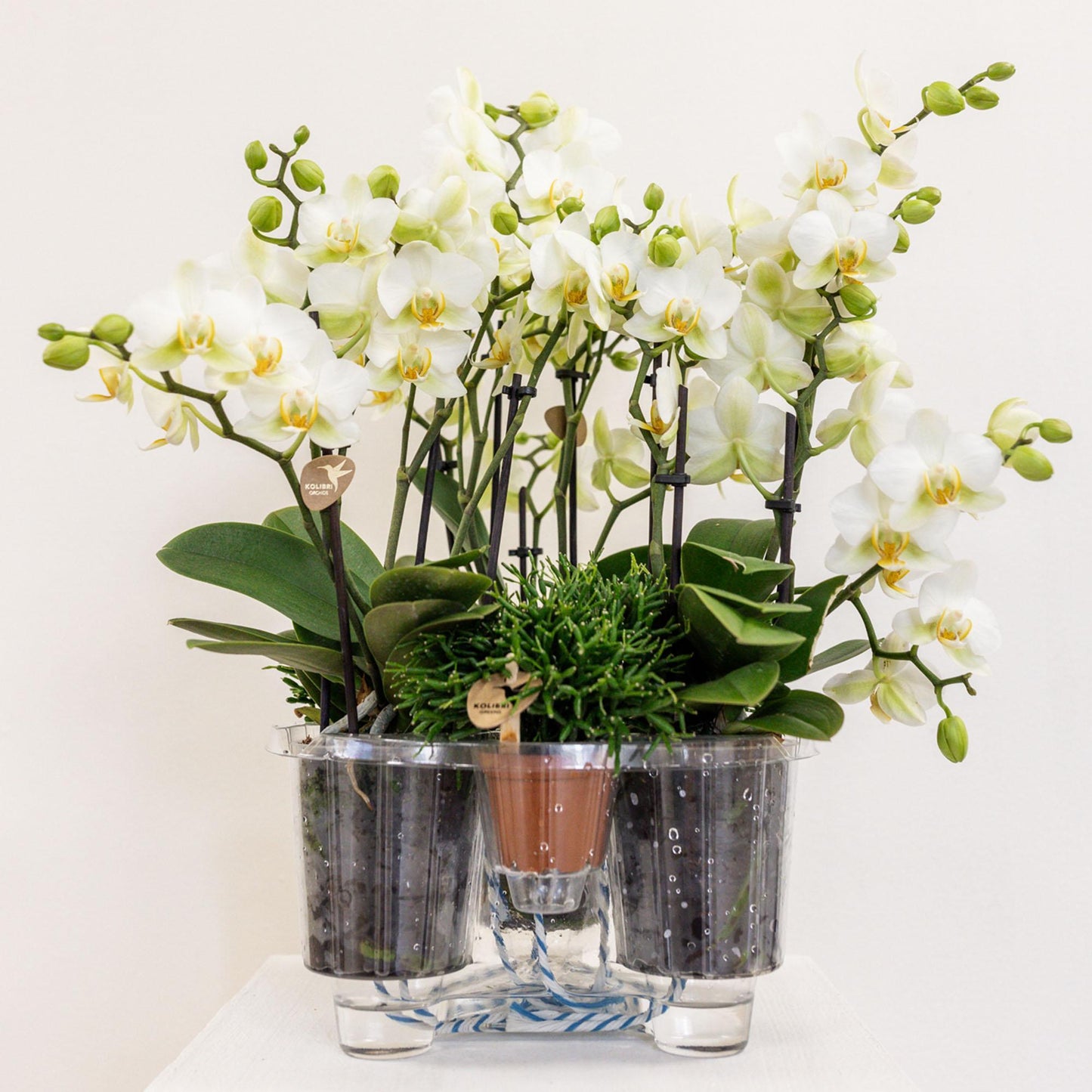 Kolibri Orchids | witte plantenset in Reed Basket incl. waterreservoir | drie witte orchideeën Lausanne 9cm en drie groene planten Rhipsalis | Jungle Bouquet wit met zelfvoorzienend waterreservoir