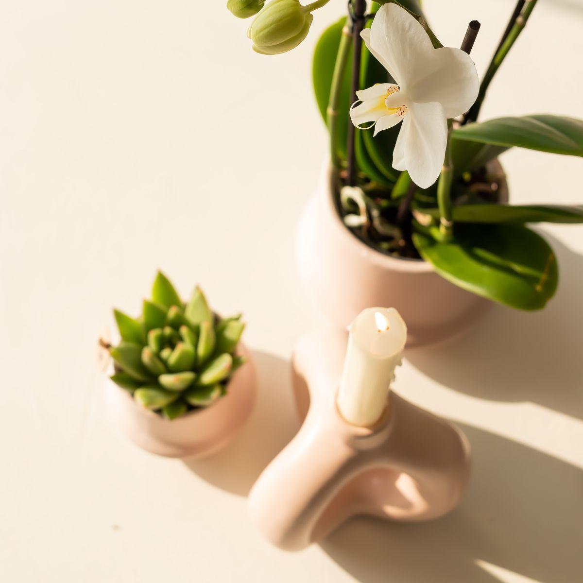 Kolibri Orchids - Planten set Ring  | Set met witte Phalaenopsis Orchidee Ø9cm en groene plant Succulent Miranda Ø6cm | incl. nudekleurige keramieken sierpotten