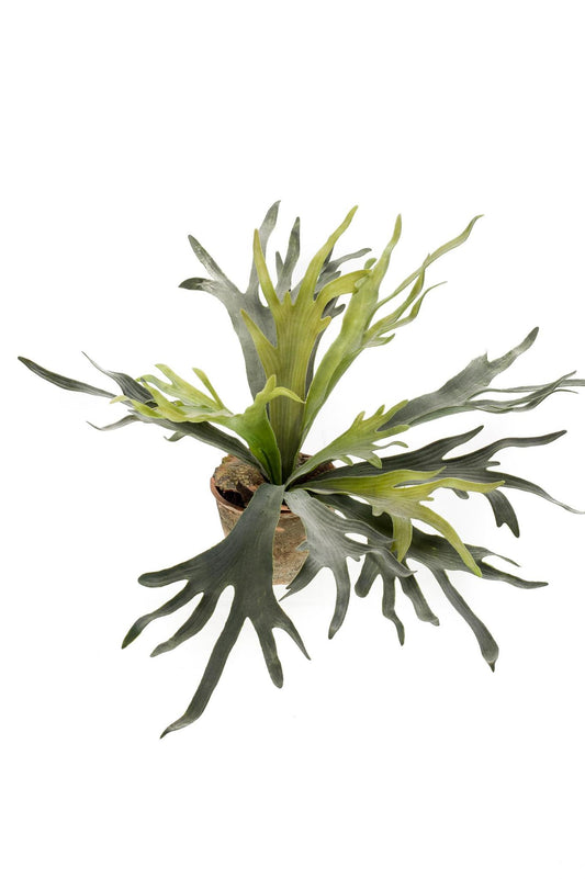 Kunstplant - Staghorn Fern - Hertshoorn - 50 cm