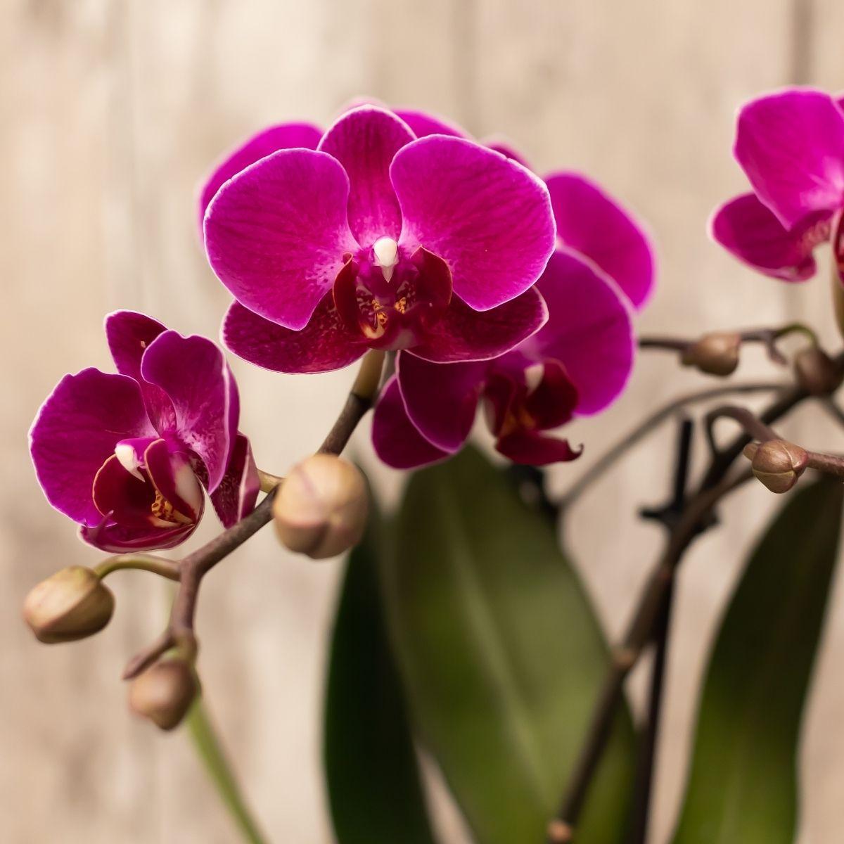 Kolibri Orchids | Paarse phalaenopsis orchidee - Morelia + Trophy sierpot grey - potmaat Ø9cm - 40cm hoog | bloeiende kamerplant - vers van de kweker
