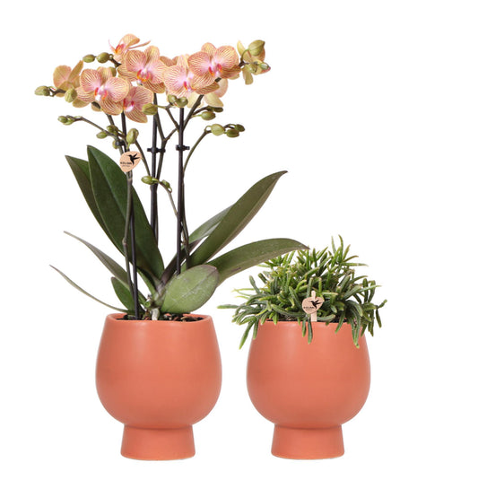 Kolibri Orchids | Planten set Scandic - met oranje Phalaenopsis Orchidee en Rhipsalis - incl. keramieken sierpotten | potmaat Ø9cm