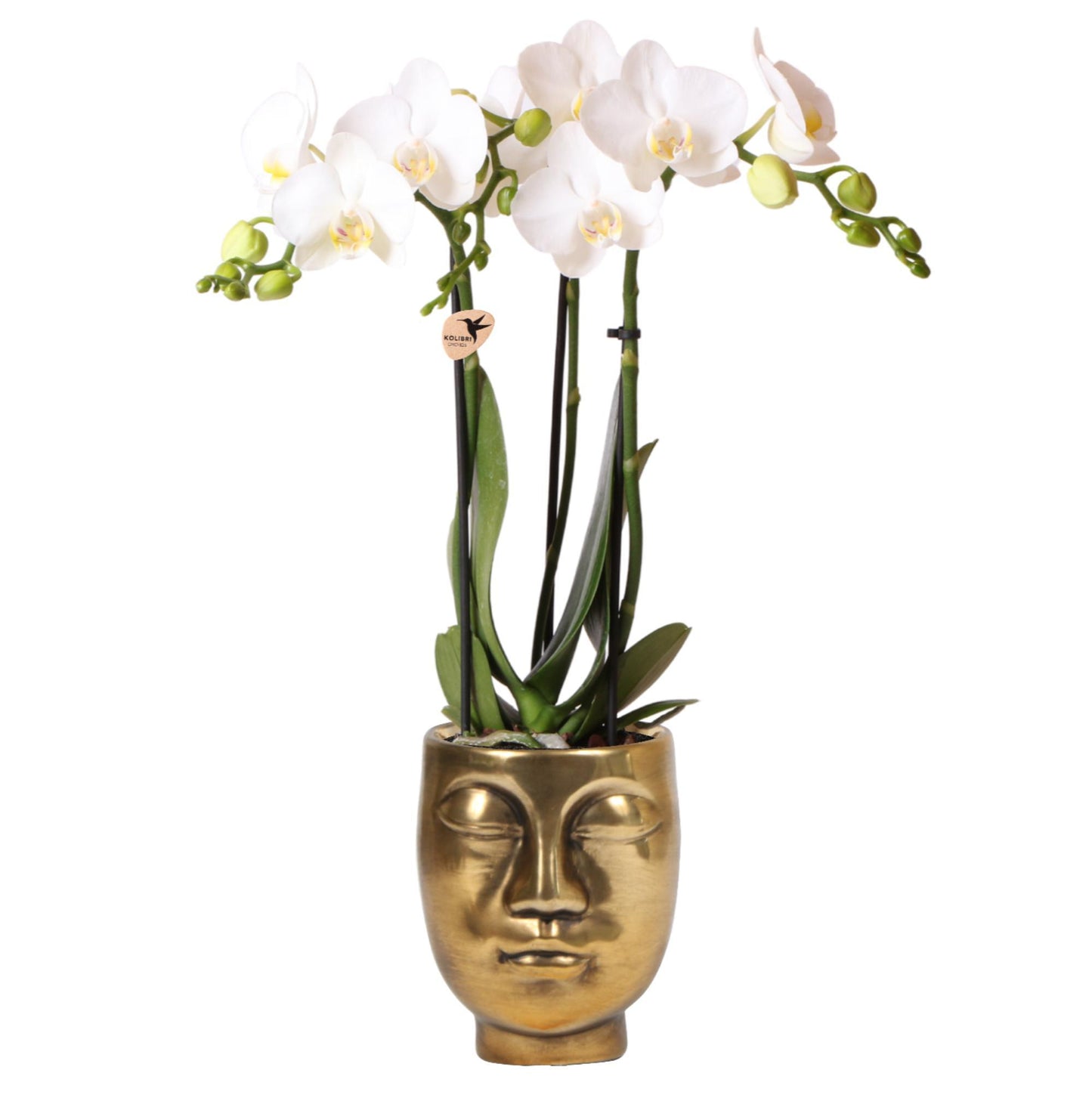 Kolibri Orchids | witte Phalaenopsis orchidee – Amabilis + Face-2-face sierpot goud – potmaat Ø9cm – 40cm hoog | bloeiende kamerplant in bloempot - vers van de kweker