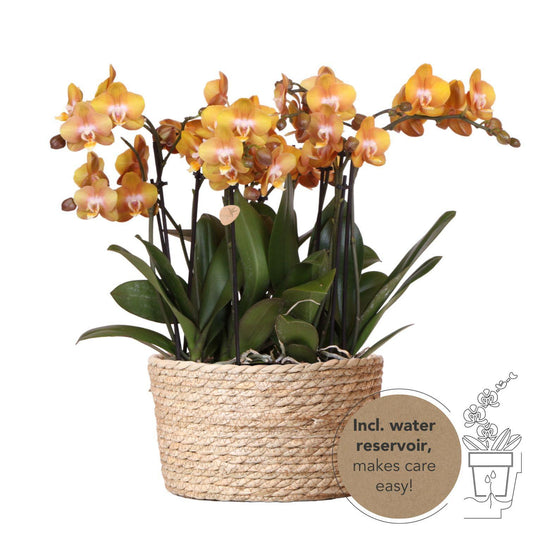 Kolibri Orchids | oranje orchideeënset in Reed Basket incl. waterreservoir | drie oranje orchideeën Las Vegas 12cm | Mono Bouquet oranje met zelfvoorzienend waterreservoir.