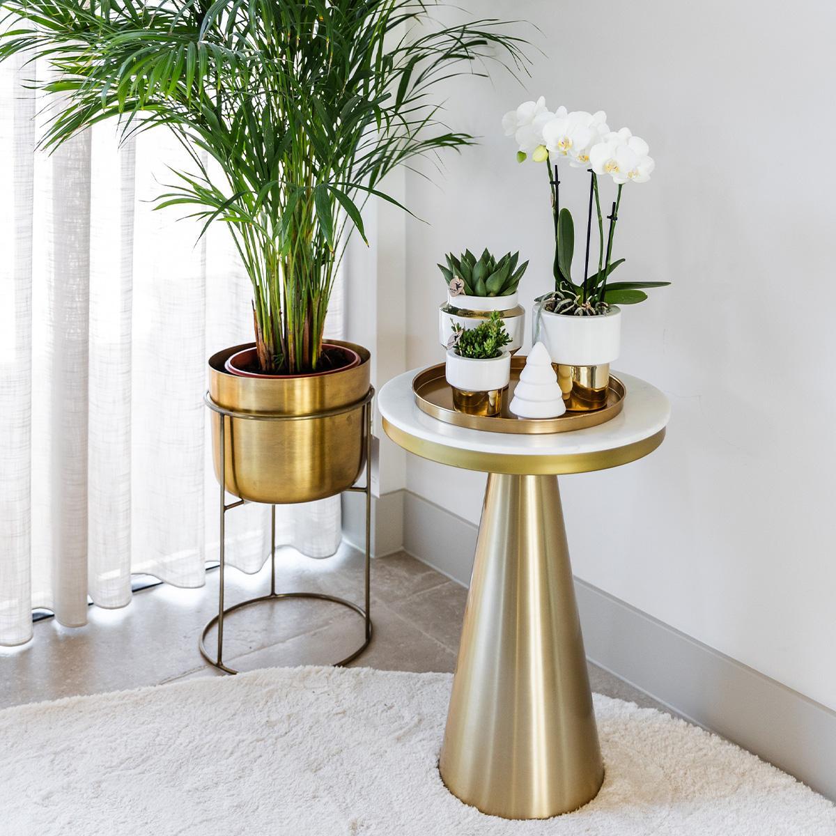 Kolibri Company | Gift set Christmas gold| Plantenset met witte Phalaenopsis Orchidee en Succulenten incl. keramieken sierpotten